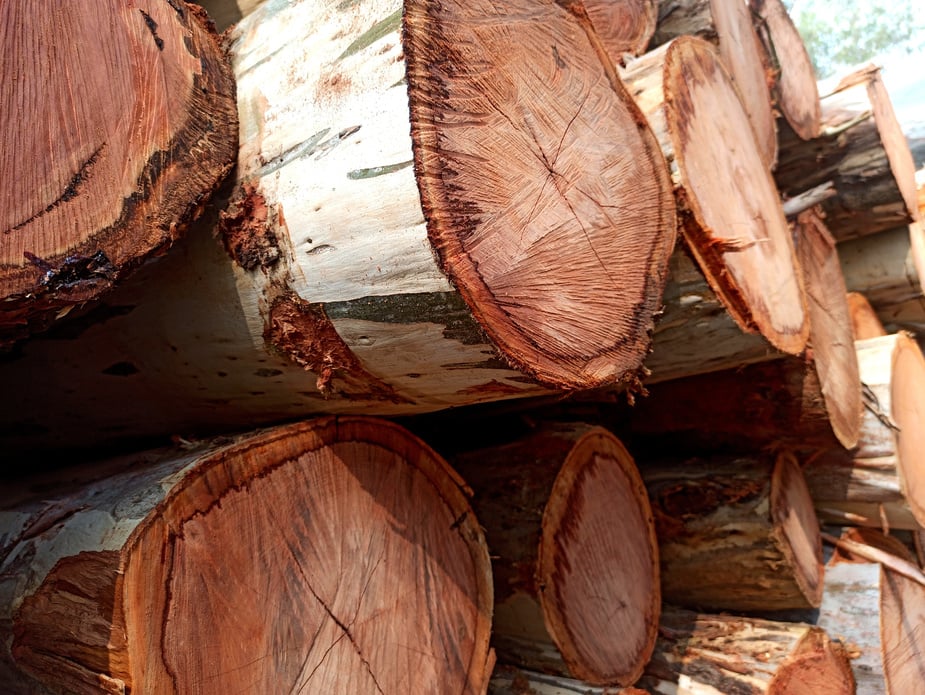Wood logs of Eucalyptus tree